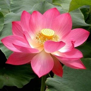 Meet your Posher, Gwen